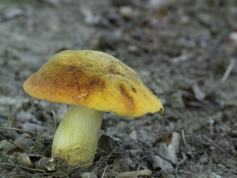 Boletus queletii